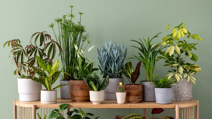 House Plants 2026
