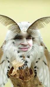 Jonathan Swift, an entomemeologist