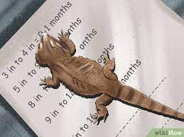 3 Ways To Tell The Age Of A Bearded Dragon Wikihow Pet