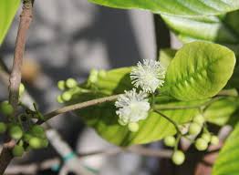 Image result for Tetracera