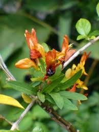 Image result for Ruttya fruticosa