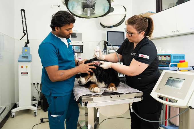 Dubai's Top 10 Vet Clinics | Pet Care Experts