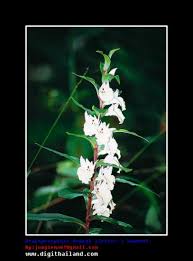 Image result for Brachycorythis friesii