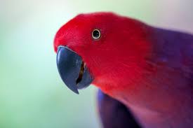 Can't you take your exotic pets to the same vet? Portland Or Avian Care Avian And Exotic Veterinary Care Hospital