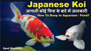 Japanese Koi Fish Care Of Koi Pond All About Japanese Koi In Hindi Koi Fish Care Japanese Koi Koi Fish