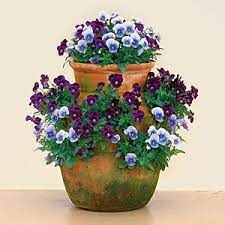 22 Ways To Use Pansies Violas In Containers Container Flowers Fall Container Gardens Garden Containers