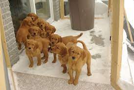 Maybe you would like to learn more about one of these? Dark Golden Retriever Natural History