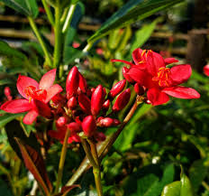 Image result for Jatropha erythropoda