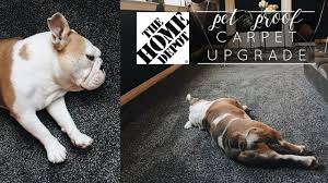 After more than a year of research, i purchased a stainmaster xtra life® carpet from a local. Making The Switch Petproof Carpet With Home Depot Youtube