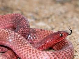 In california's san joaquin valley, in the central part of the state, one subspecies has been listed by the california department of fish and game as a species of special concern because its habitat is disappearing. Western Coachwhip Masticophis Flagellum Testaceus Reptiles And Amphibians Snake Reptilia