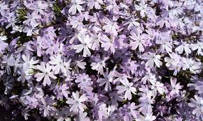 Maybe you would like to learn more about one of these? Creeping Phlox Mounding Phlox Easy To Grow Perennial Plants Epic Gardening