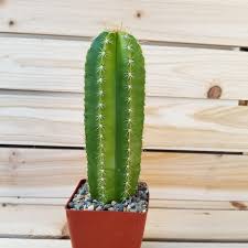 Image result for Neoboutonia