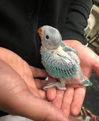 You can also give them a treat in form of seeds. My New Baby Turquoise Indian Ringneck Squirtle Parrots