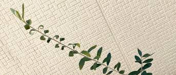 オリーブ ルッカ の元気に徒長した枝を剪定 ほぼ購入当時の姿に 盆栽 Boooks