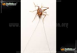 Cave weta, camelback crickets, cave crickets. Spotted Camel Cricket Ceuthophilus Maculatus