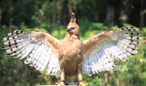 Maybe you would like to learn more about one of these? Taman Safari Bogor Kembangbiakkan Burung Garuda Republika Online