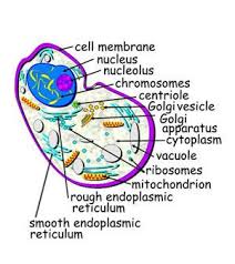 Animal cell coloring cell membrane light brown. Pin On 100 Day Ideas