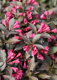 Check spelling or type a new query. Amazon Com Spilled Wine Weigela Florida Live Shrub Pink Flowers Dark Purple Foliage 1 Gallon