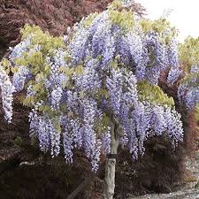 My blue moon wisteria arrived on wednesday. Cascading Wisteria Tree Direct Gardening