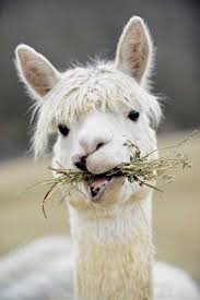 Air Force Investigator Turned Alpaca Farmer Animals Cute Animals Animals Beautiful