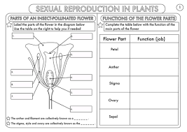 Science Worksheet Plants Grade 3 Fresh 2205 Best First Grade In 2020 Biology Worksheet Science Worksheets Biology Resources