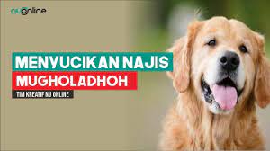 1.1 erek erek anjing bergambar. Tata Cara Menyucikan Najis Dari Anjing Atau Babi