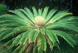 Image result for Cycas thouarsii