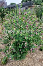 Image result for Polygala stenopetala