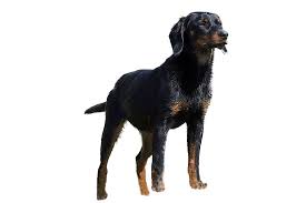 Image result for slovenský kopov