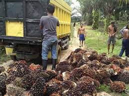 Pt.palmina sawit utama kami adalah perusahaan perkebunan kelapa sawit, bagian dari pt.palmina sawit utama group, dengan luas lahan lebih dari 466.706 hektar yang terdiri dari kebun inti dan plasma (plasma perkebunan) berlokasi di, kalimantan timur,kalimantan selatan. Gaji Karyawan Perkebunan Kelapa Sawit 2021 Cahunit Com