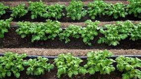 Капельный полив своими руками: как сделать в огороде, схема ...