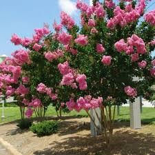 Light green leaves to 4 in. Pink Velour Crape Myrtle Trees For Sale Garden Goods