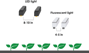 How To Give Seedlings Enough Light To Be Healthy Upstart