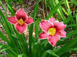 Hemerocallis little missy, daylily, hemerocallis, daylily. Pin On Backyard Blooms