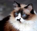 Available Himalayan Kittens For Sale & Cats For Adoption