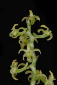 Image result for Angraecopsis parviflora