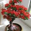 Hook) is a flowering plant in the pea family found in tropical areas and its leaves are in this study, we found that the delonix regia leaf extract (drle) (400 mg/kg/d) can. 1