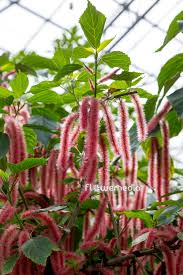 Image result for Acalypha sonderiana