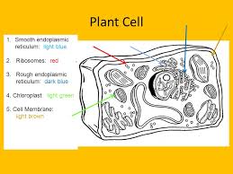 Get ready for your cell quiz or test with a printable animal cell worksheet for biology. Bell Work An Experiment Should Be Controlled Because It Allows The Scientist To Test A A Conclusion B A Mass Of Information C Several Variables Ppt Download