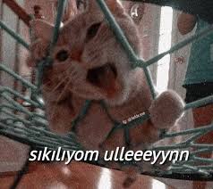 Karantinada Son Durum 2020 Komik Seyler Komik Fotograflar Komik Deyisler
