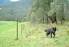 Find quick results from multiple sources. Electric Fencing Underutilised In Wild Dog Fight Industry Leaders Beef Central