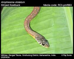 Image result for Amphiasma