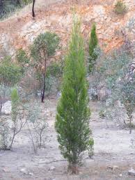 Image result for Callitris