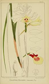 Image result for Orthochilus mechowii