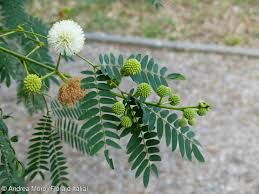 Image result for Acacia mearnsii