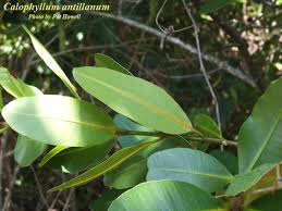 Image result for Calophyllum