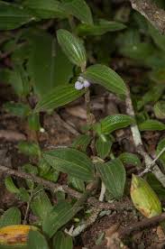 Image result for Aneilema