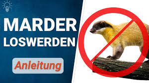 Ratgeber zum marder vertreiben seit 2015 mit unseren tipps werden sie den marder garantiert los marder vertreiben von auto, haus und garage Marderabwehr Einen Marder Aus Dem Dach Und Auto Vertreiben Youtube