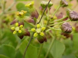 Image result for Pentarrhinum insipidum
