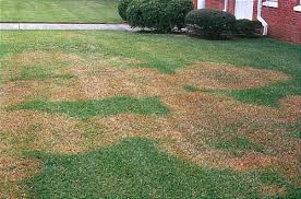We avoid using tertiary references. How To Control And Treat Lawn Diseases Amaze Vege Garden